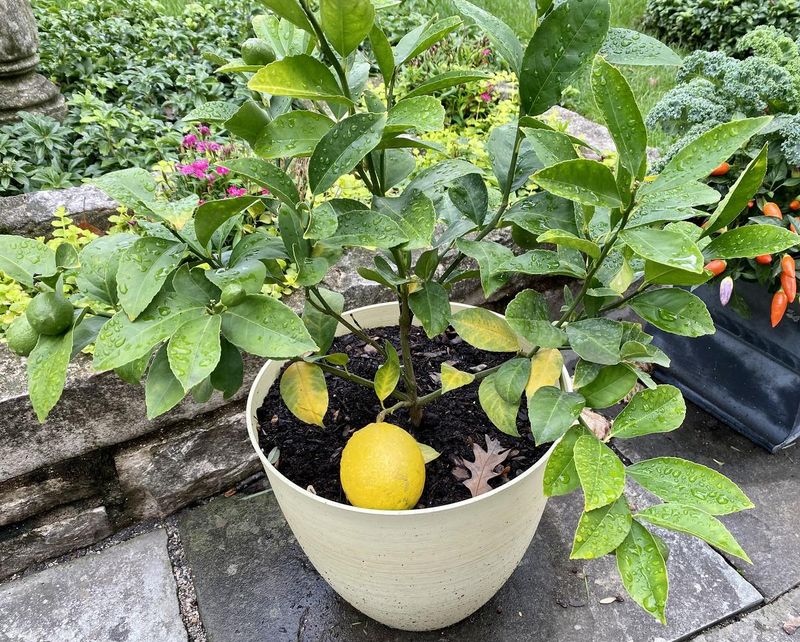 Container Gardening