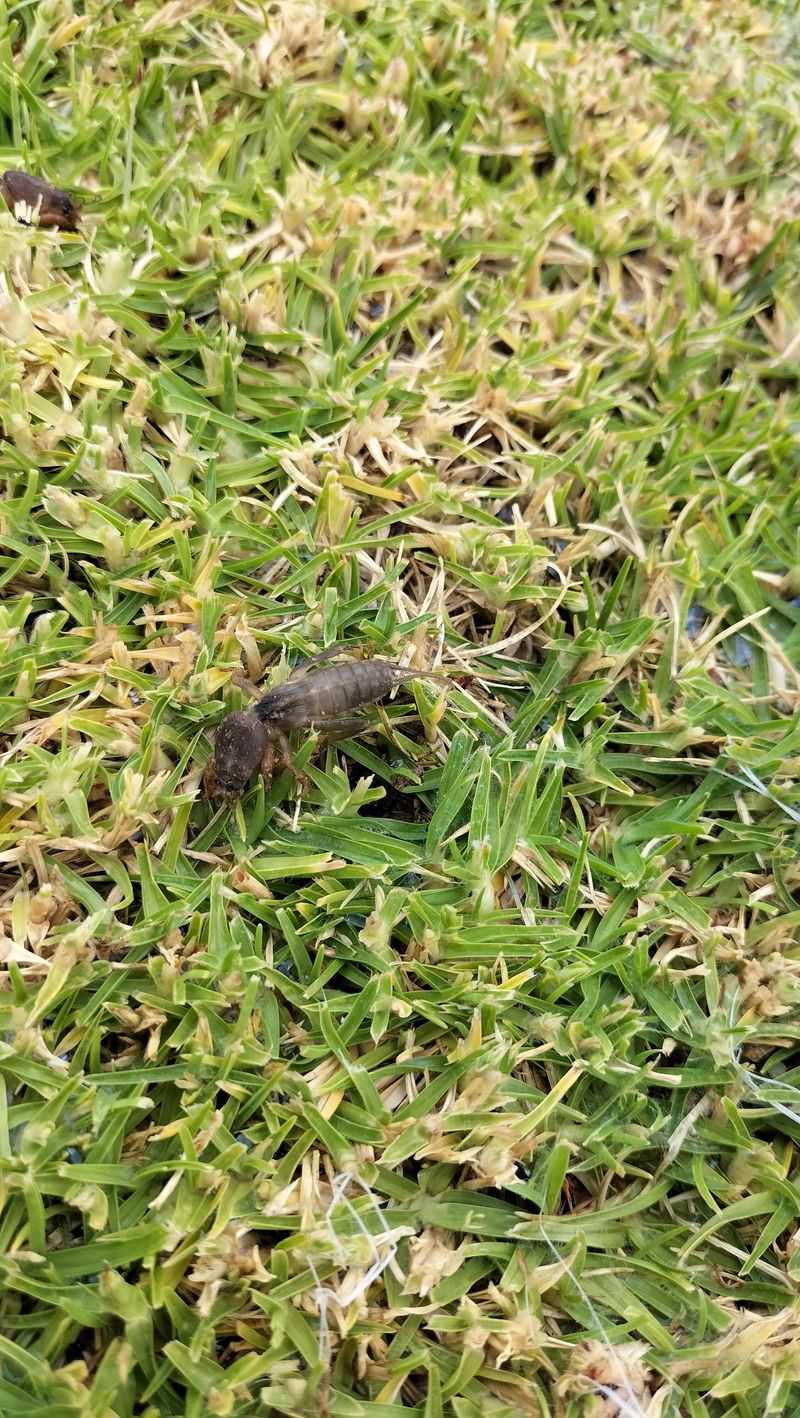 Control Lawn Pests