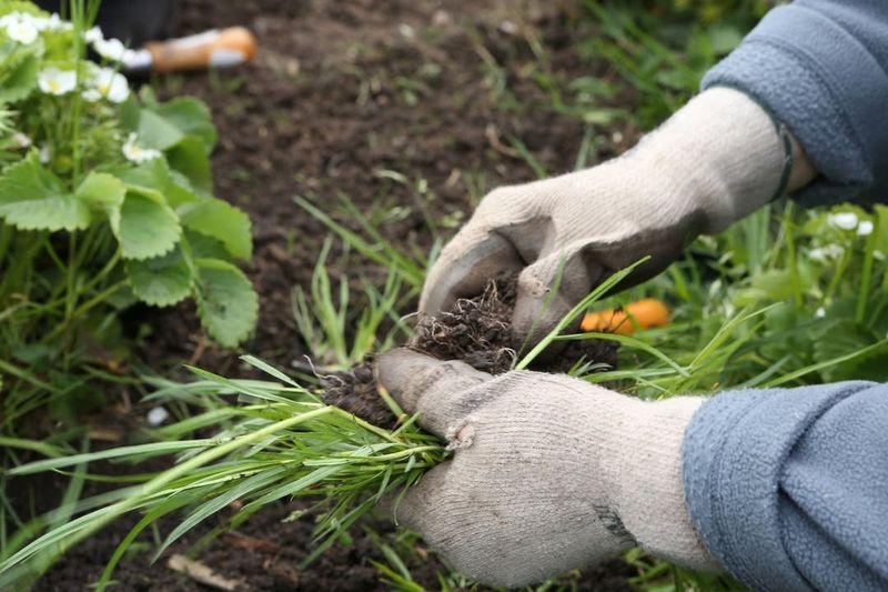 Controlling Weeds