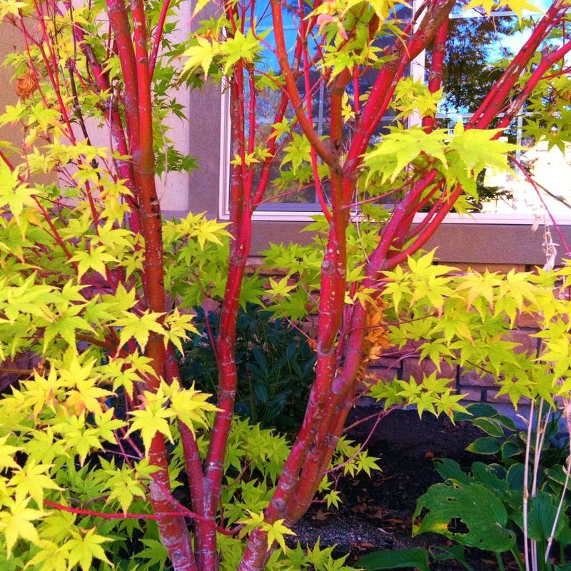 Coral Bark Maple