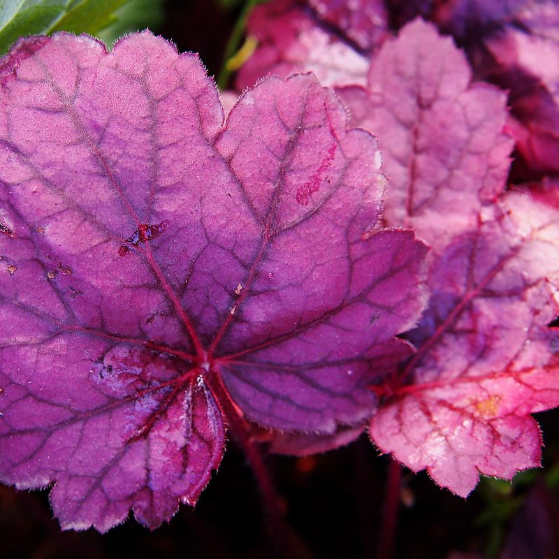 Coral Bells (Heuchera)