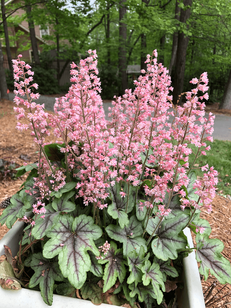 Coral Bells