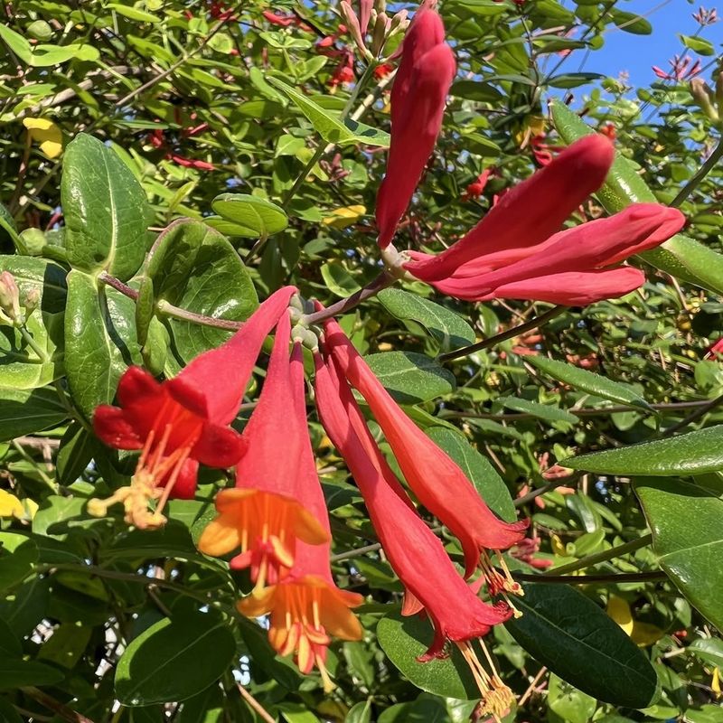 Coral Honeysuckle