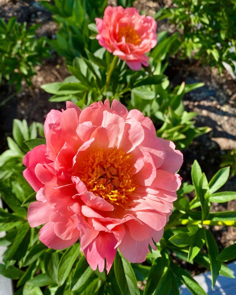 Coral Sunset Peony