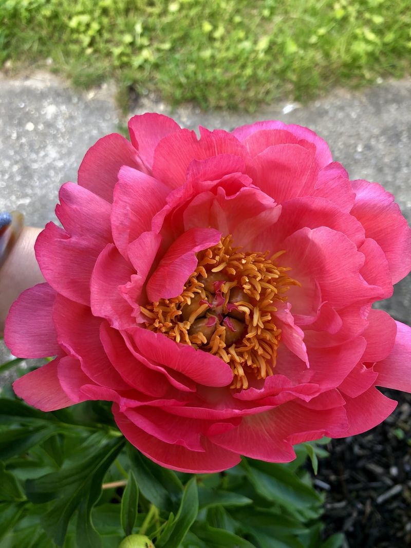 Coral Supreme Peony