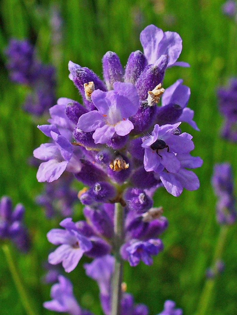 Lavender (Lavandula spp.)