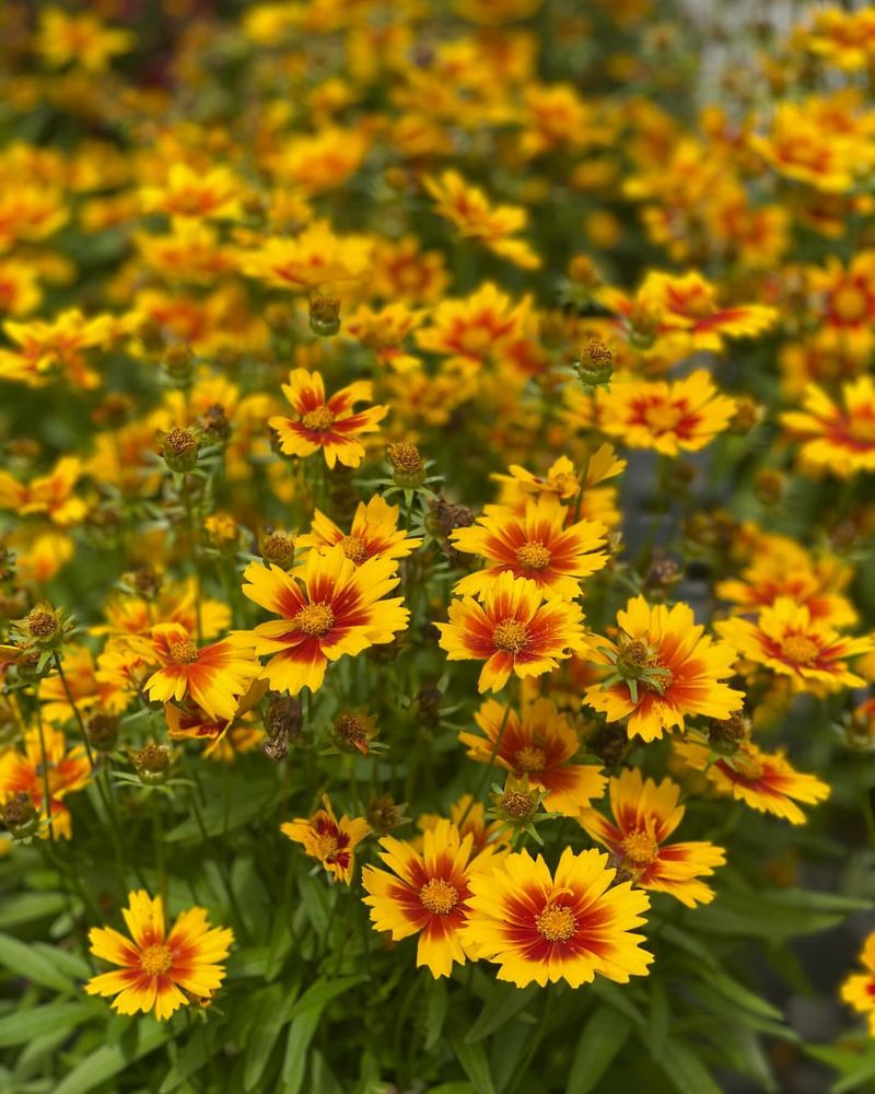 Coreopsis