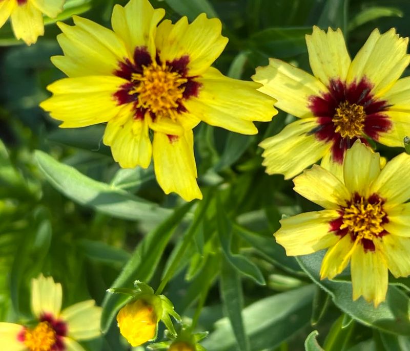 Coreopsis