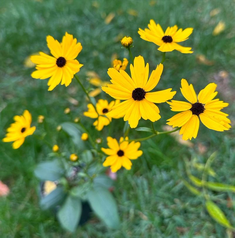 Coreopsis