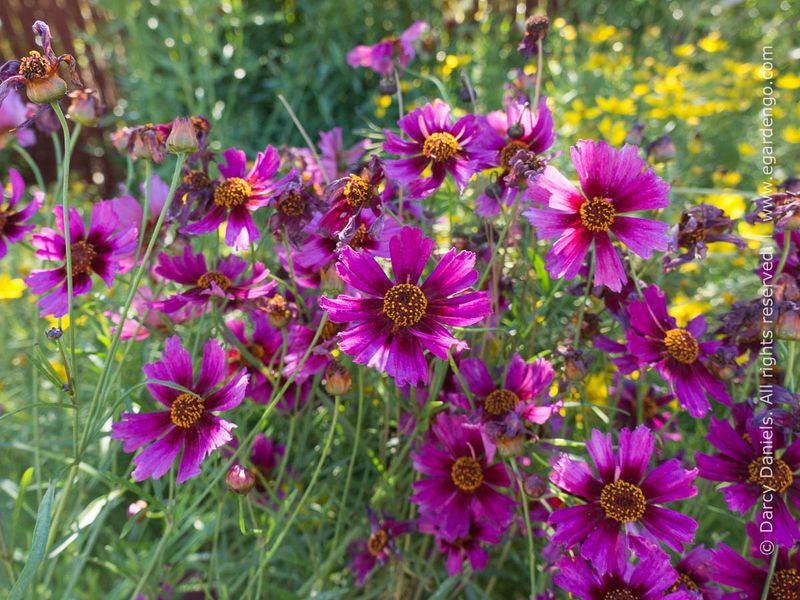 Coreopsis