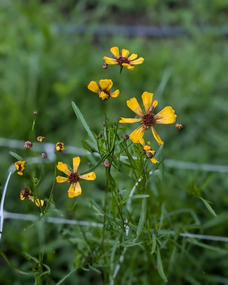 Coreopsis