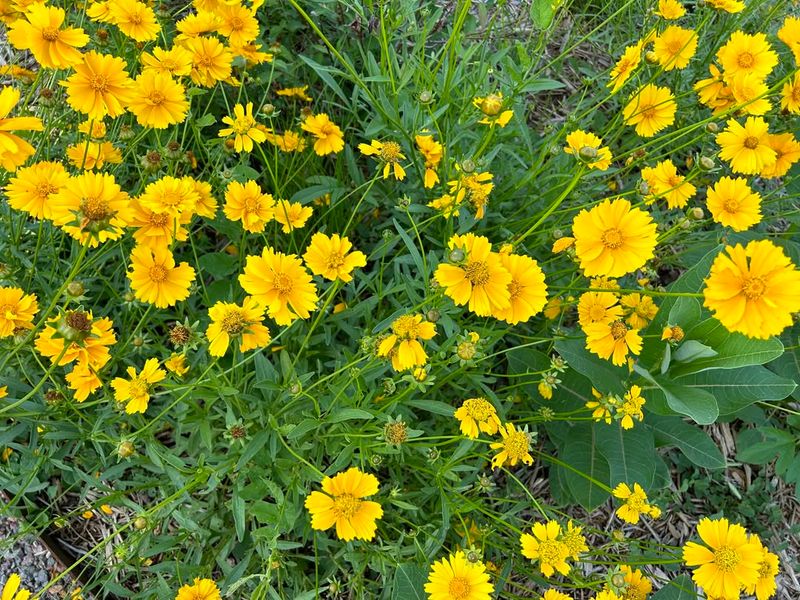 Coreopsis