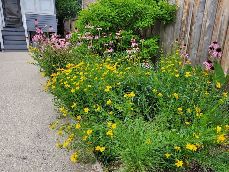 Coreopsis