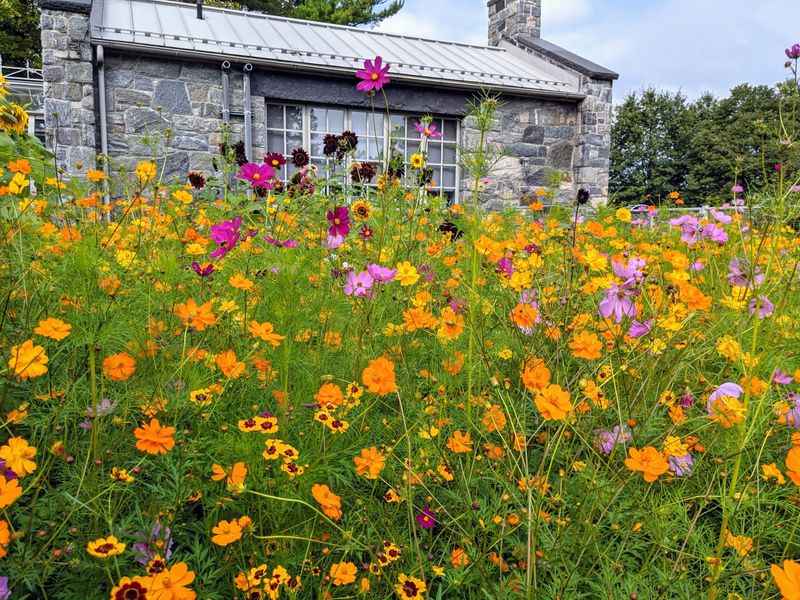 Coreopsis Charm