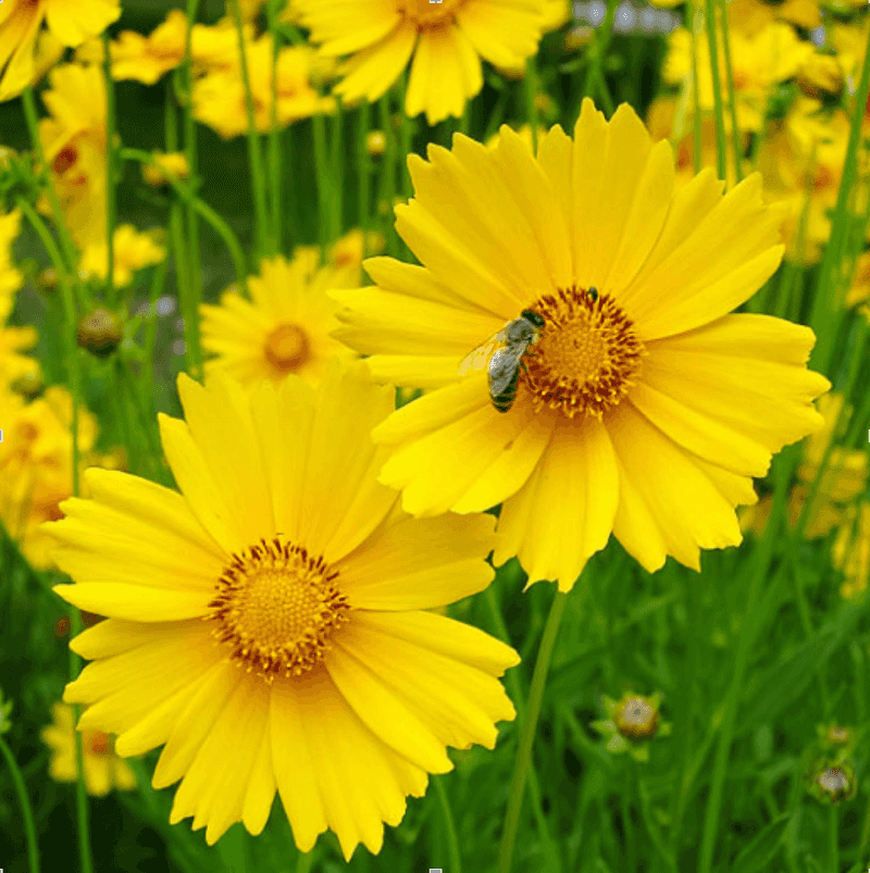 Coreopsis