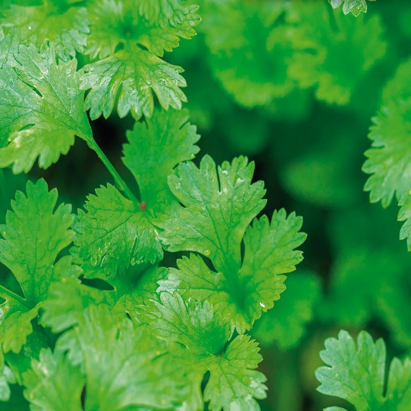 Coriander