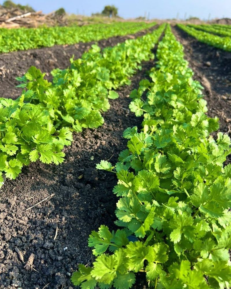 Coriander