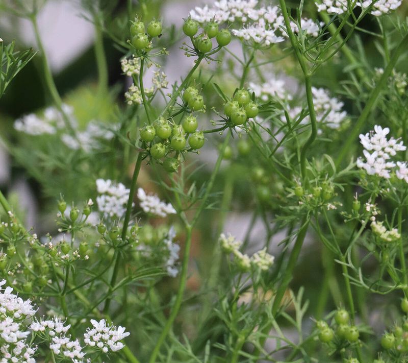 Coriander