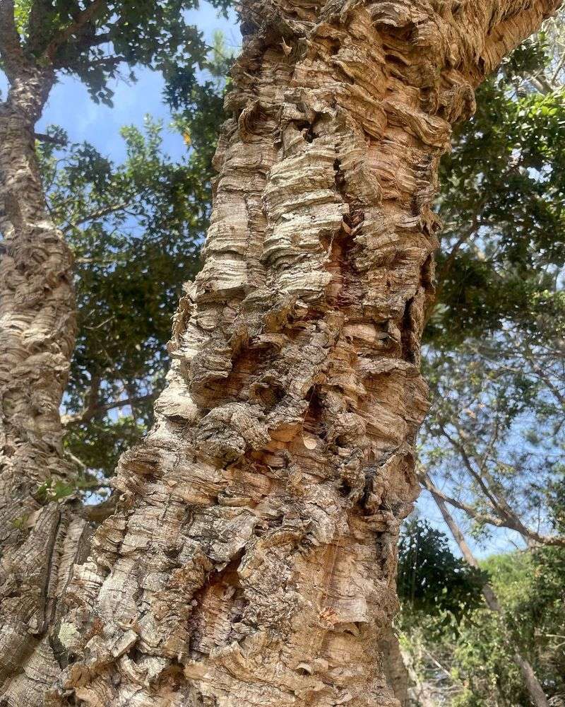 Cork Oak