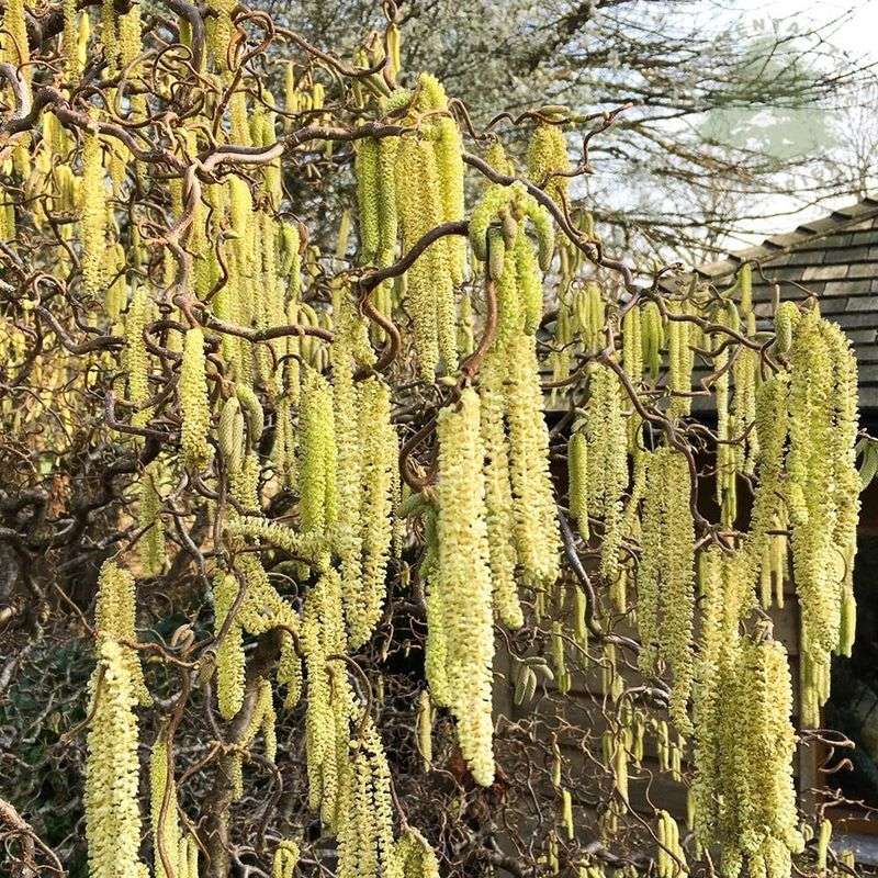 Corkscrew Hazel