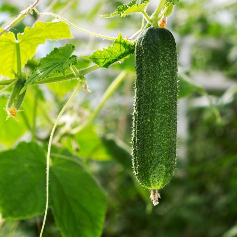 Cucumbers