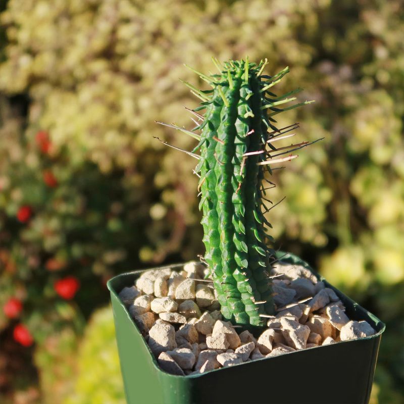 Corn Cob Cactus