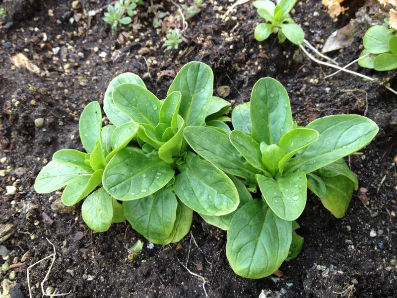 Corn Salad (Mâche)