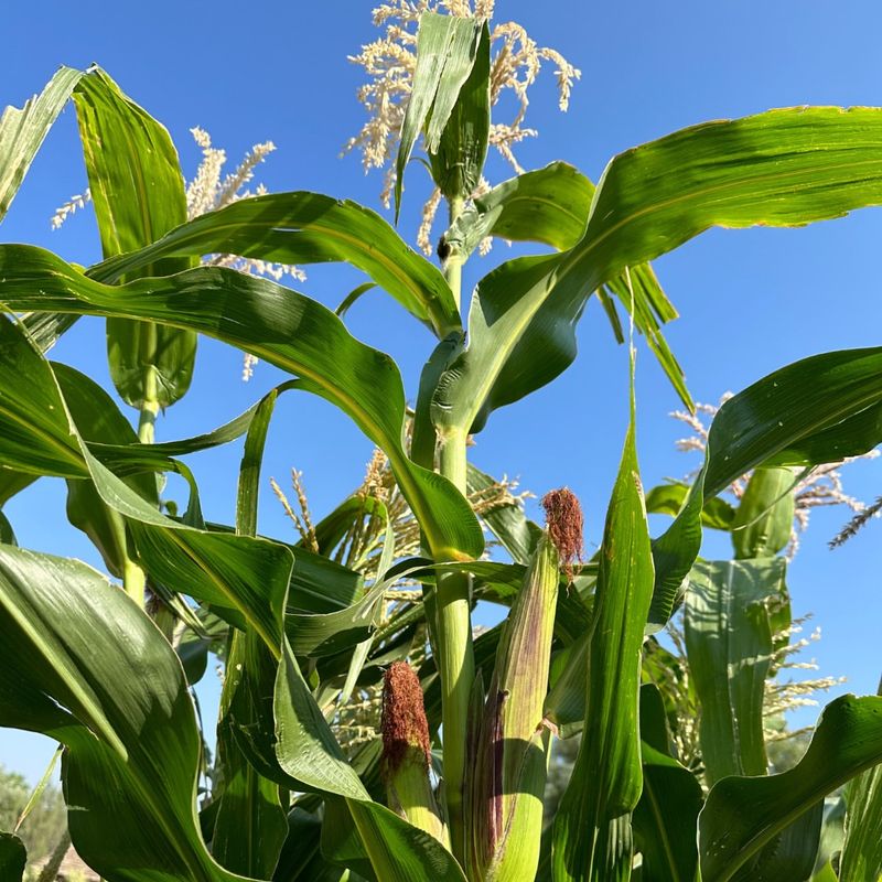 Corn & Tomatoes