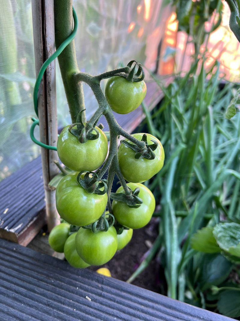 Corn and Tomatoes