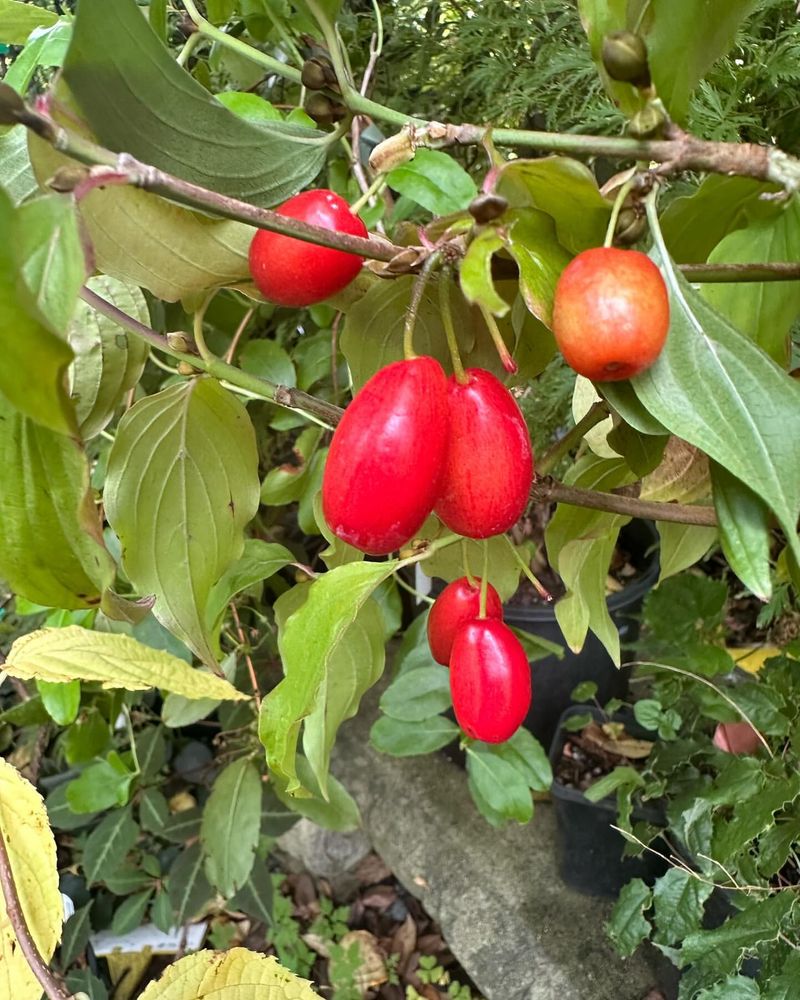 Cornelian Cherry