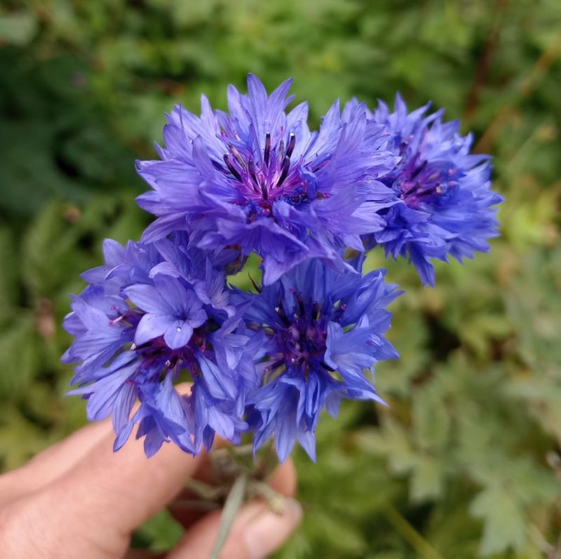 Cornflower