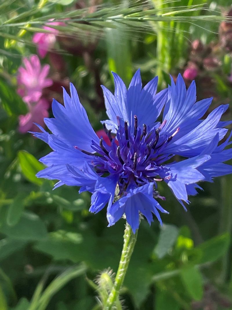 Cornflower