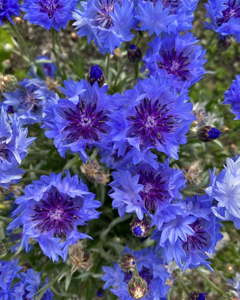 Cornflower