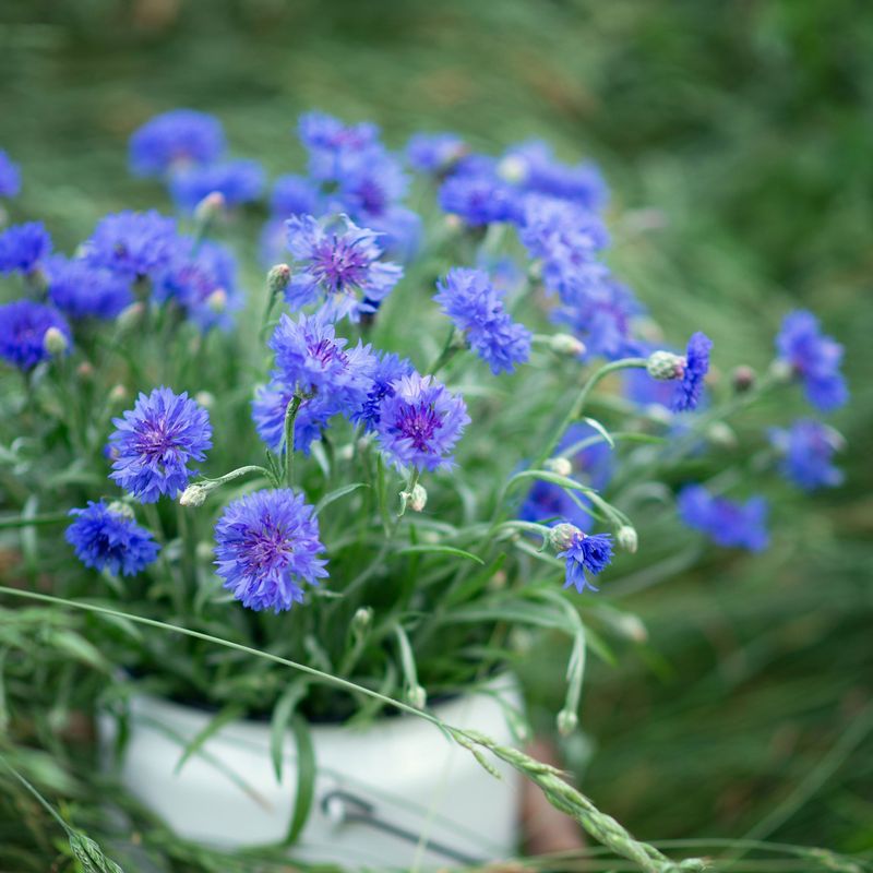 Cornflower