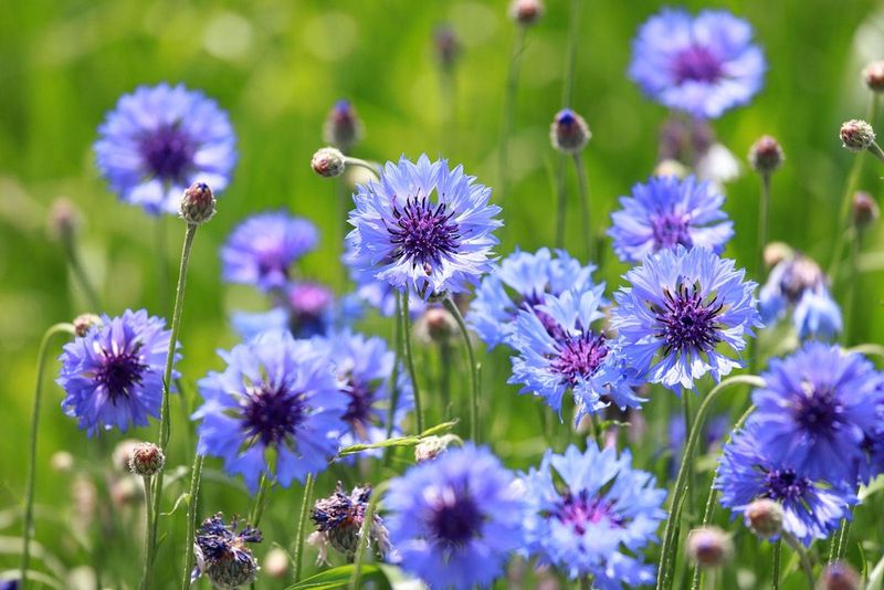 Cornflowers