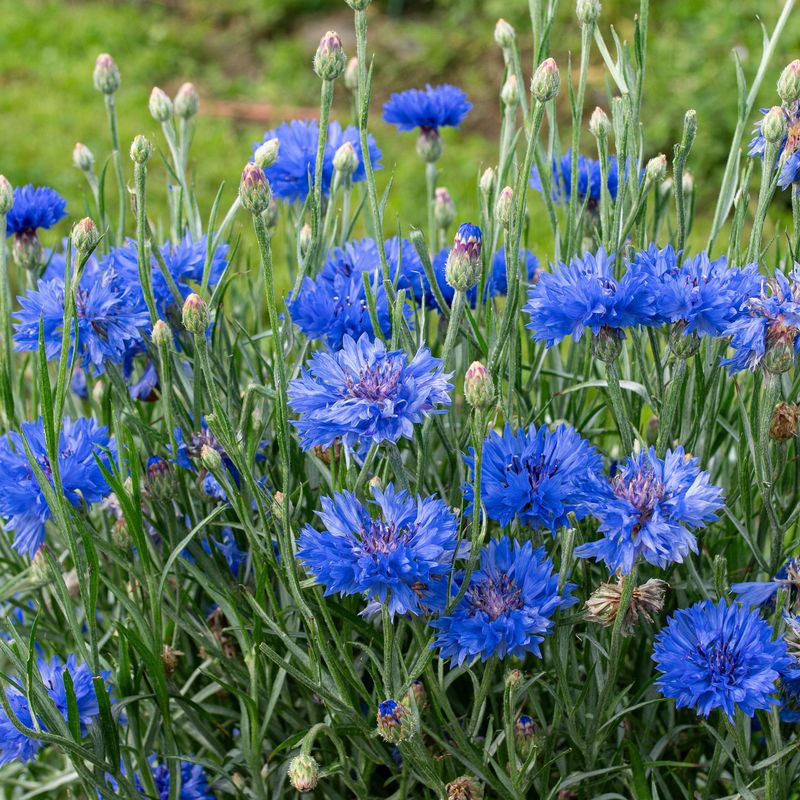 Cornflowers