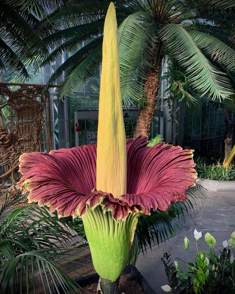 Corpse Flower