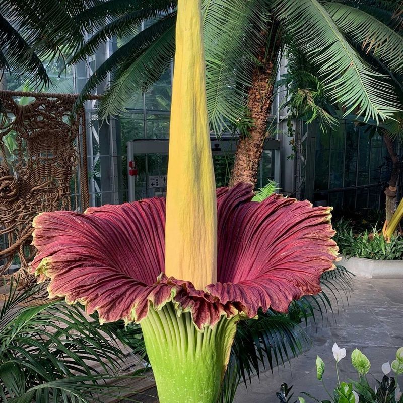 Corpse Flower