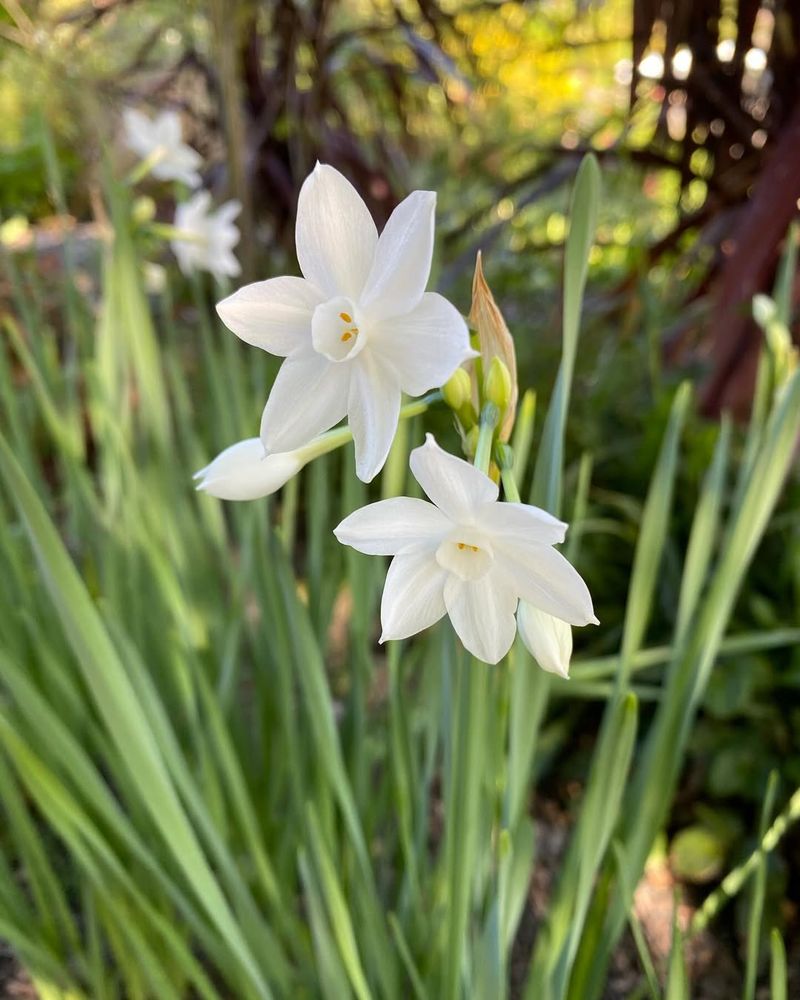 Paperwhite Narcissus