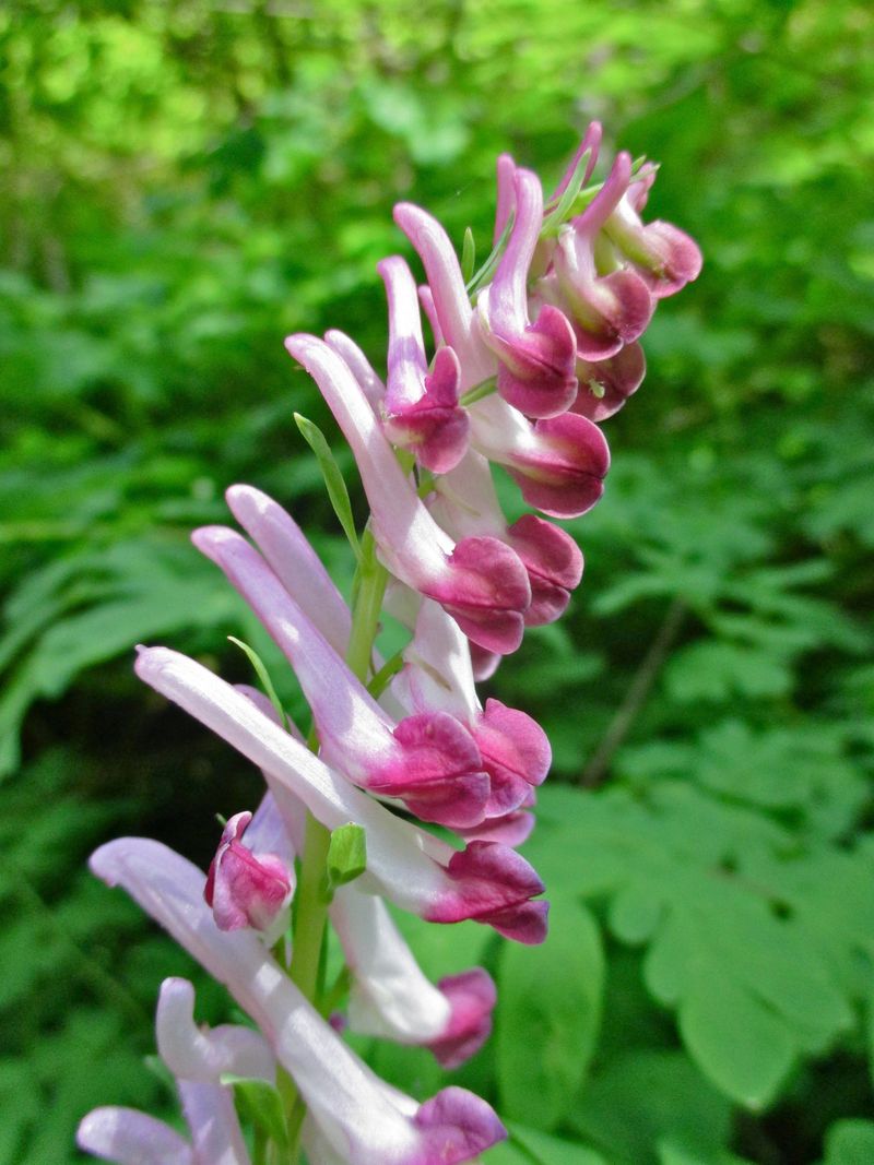 Corydalis