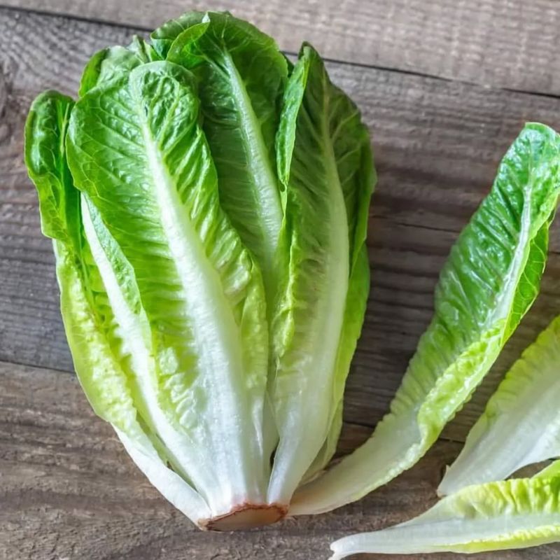 Cos Lettuce