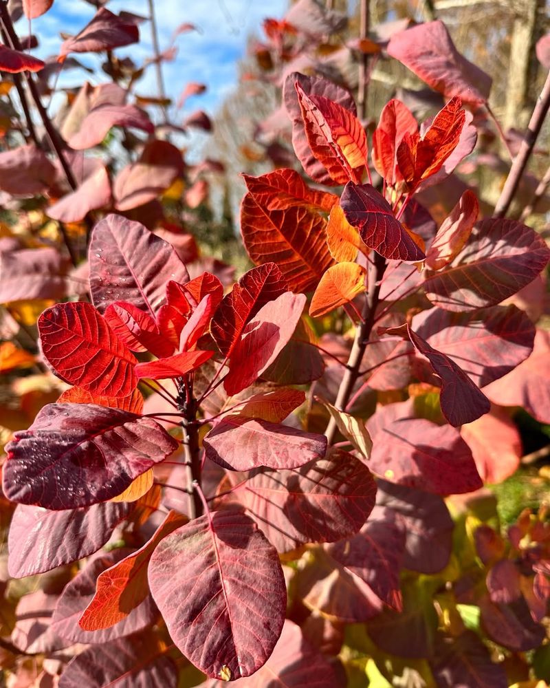 Cotinus coggygria