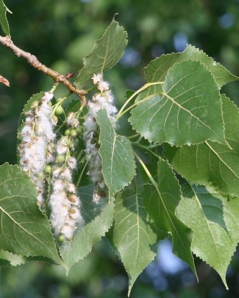 Cottonwood Tree