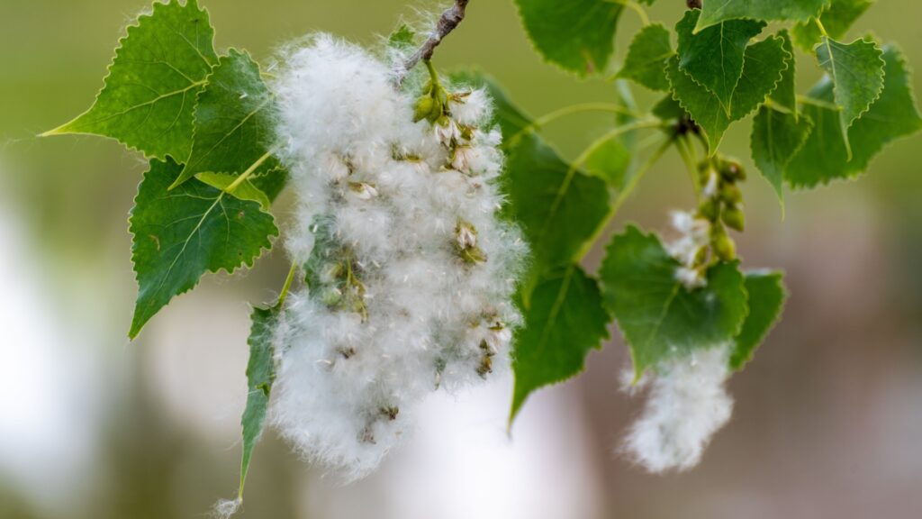 cottonwood tree