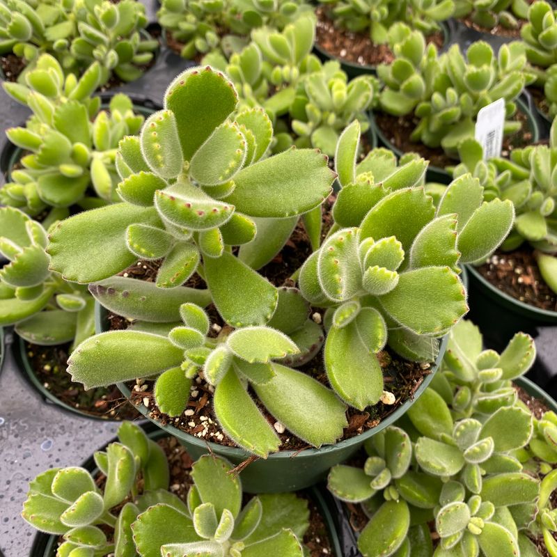 Cotyledon Tomentosa