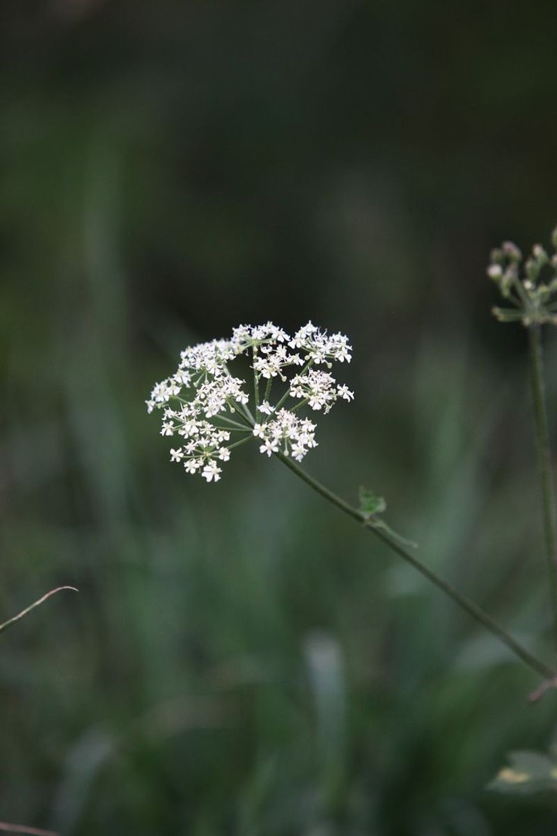 Cow Parsley