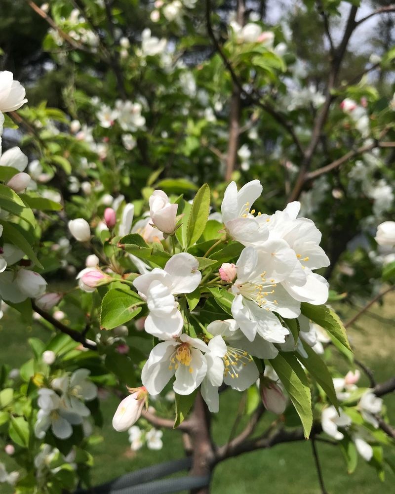 Crabapple Tree