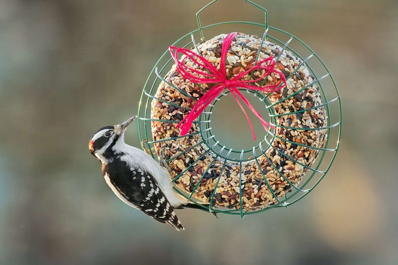 Cranberry Bird Feeder