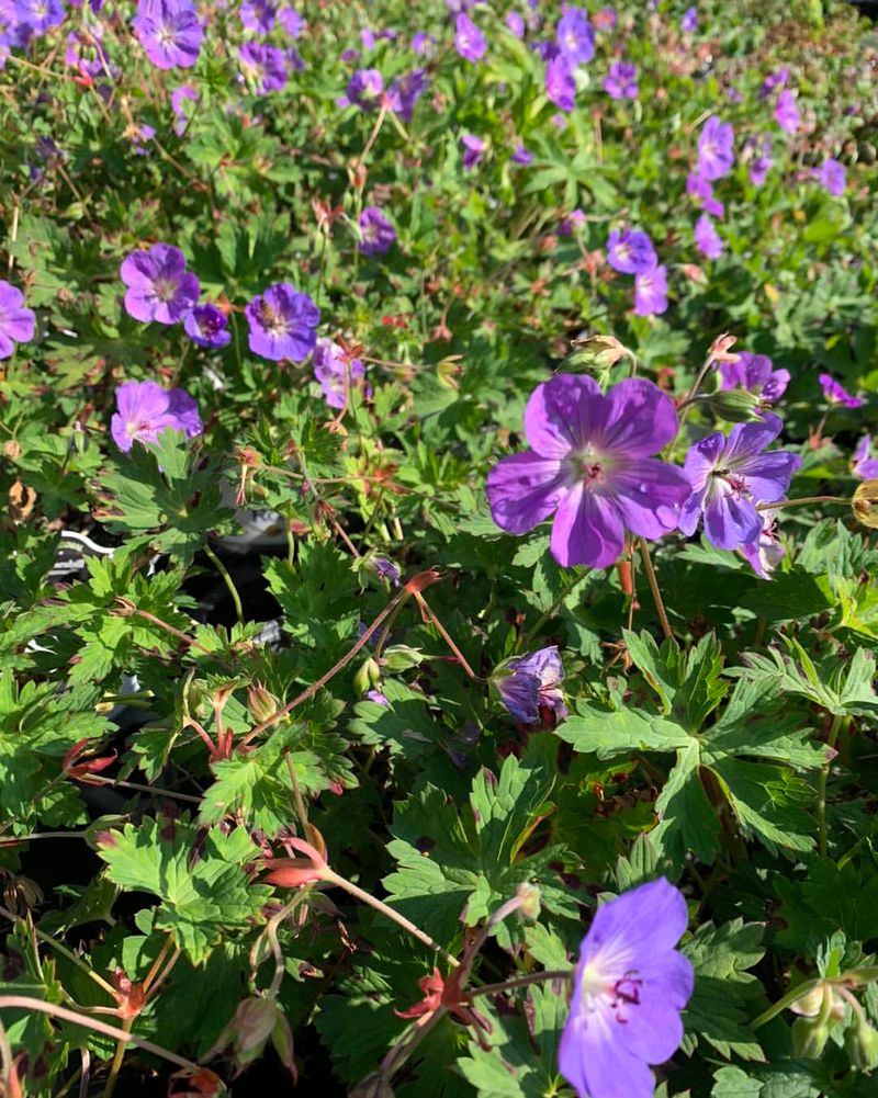 Cranesbill