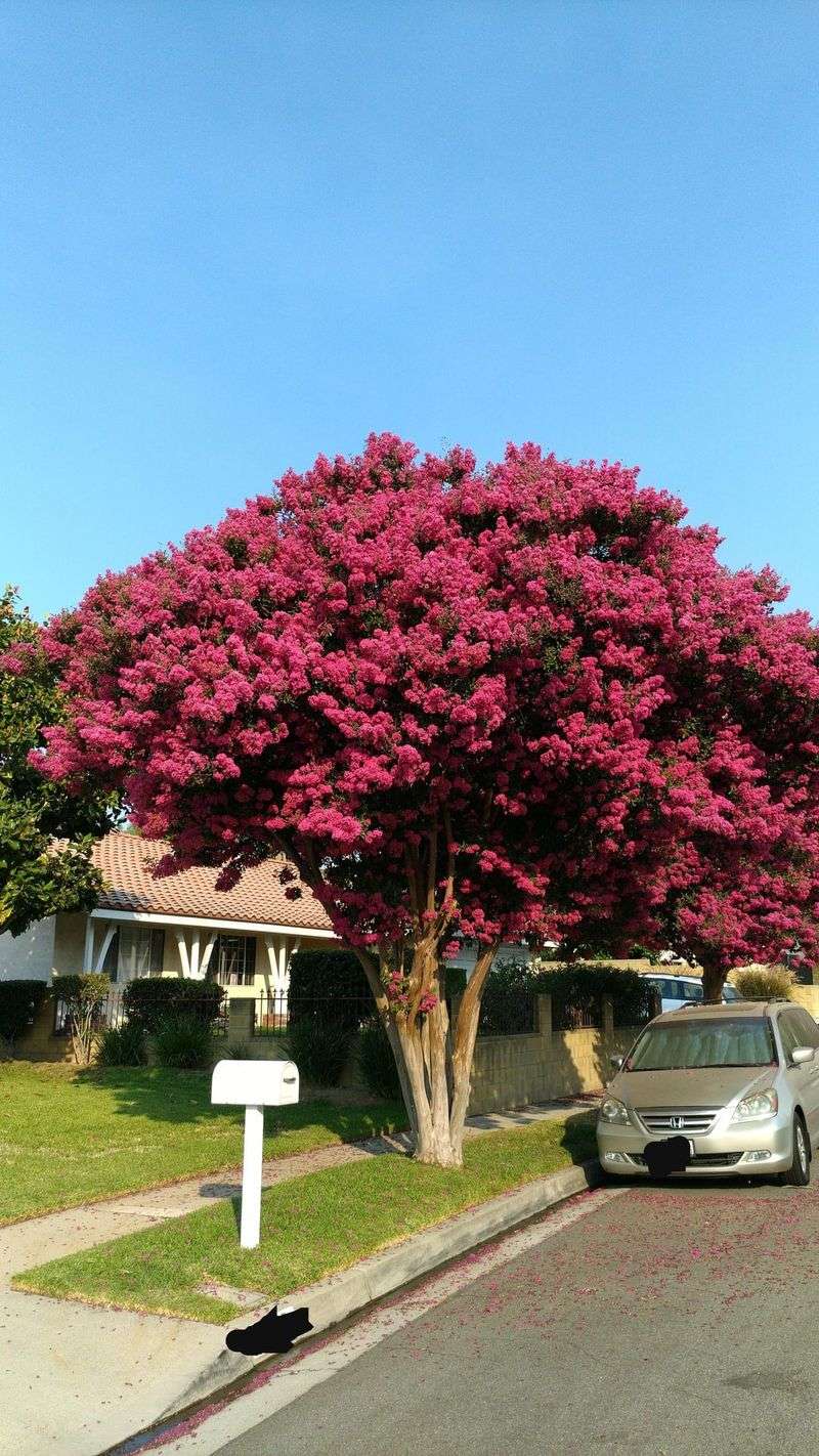 Crape Myrtle